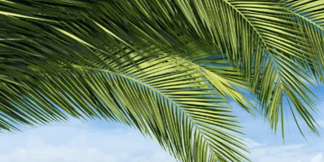 Key West Luggage Services - Image 6