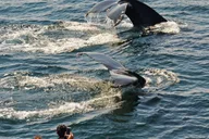 Boston Whale Watching Cruise by High-Speed Boat thumbnail 4