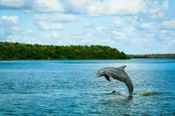 Everglades Eco Adventure with Biologist Walk and Boat Trips thumbnail 1