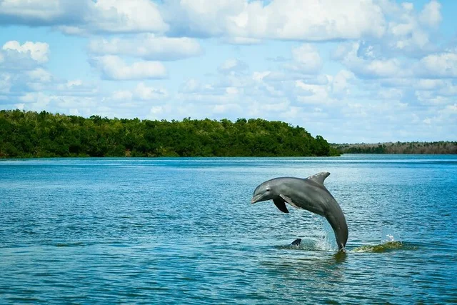 Everglades Eco Adventure with Biologist Walk and Boat Trips - Image 1