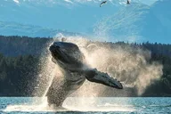 Ketchikan Private Wildlife Tour 4 hr thumbnail 2