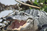 Fort Myers Everglades Day Safari thumbnail 1