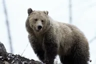 Cody Yellowstone Pet-Friendly Tour thumbnail 5
