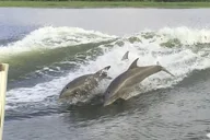 Savannah Tybee Island Dolphin Cruise thumbnail 5
