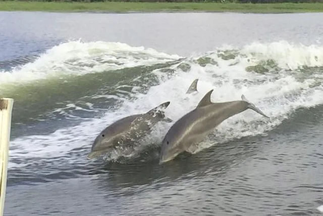 Savannah Tybee Island Dolphin Cruise - Image 5
