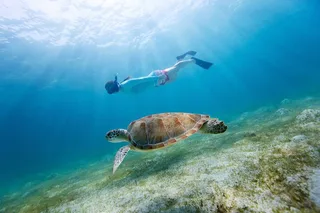 Fort Walton Beach Snorkel and Dolphin Adventure