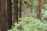 San Francisco Muir Woods and Sausalito Tour with Ferry thumbnail 3