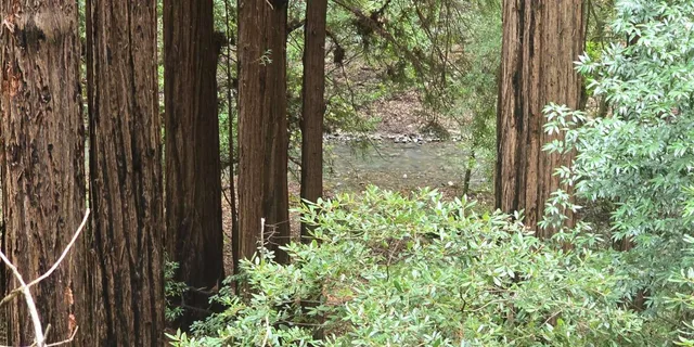 San Francisco Muir Woods and Sausalito Tour with Ferry - Image 3