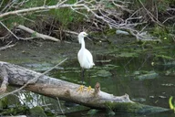 Denver Bird Watching Tour thumbnail 6