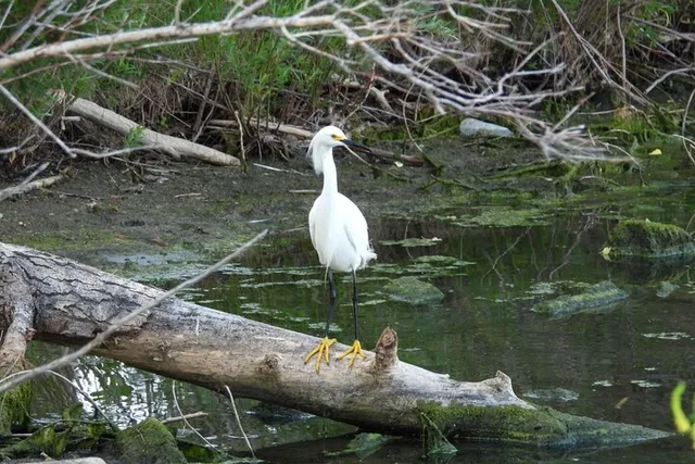Denver Bird Watching Tour - Image 6