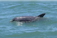 Myrtle Beach Dolphin Cruise on the Sea Thunder thumbnail 5