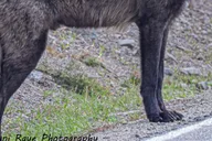 Yellowstone Private Guided Car Tour with Lunch thumbnail 4