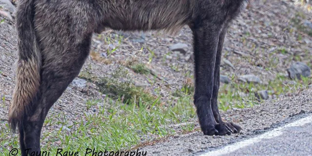 Yellowstone Private Guided Car Tour with Lunch - Image 4