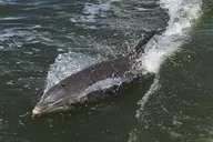 Indian River Lagoon Wildlife Tour thumbnail 5
