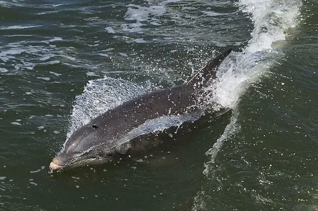 Indian River Lagoon Wildlife Tour - Image 5