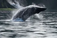 Hoonah Whale Watching Cruise thumbnail 5