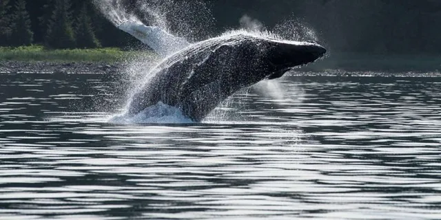 Hoonah Whale Watching Cruise - Image 5