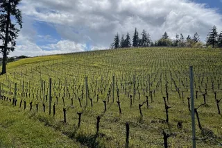Sonoma Wine Country Tour in VW Van