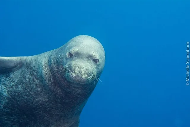 Ni'ihau Scuba Diving Adventure - Image 2