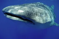 Kona Private Boat Charter 5 hr thumbnail 2