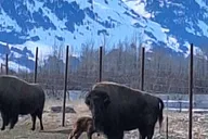 Anchorage Turnagain Arm Full-Day Tour thumbnail 4