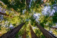 San Francisco Muir Woods and Sausalito Tour thumbnail 6