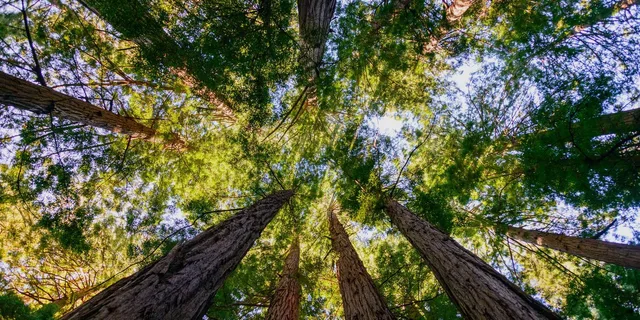 San Francisco Muir Woods and Sausalito Tour - Image 6