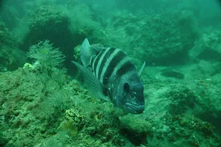 Panama City Snorkeling Tour