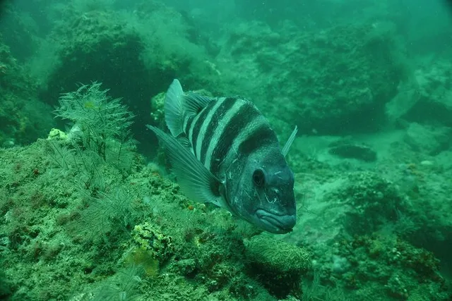 Panama City Snorkeling Tour - Image 1