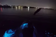 Merritt Island Clear Kayak Bioluminescence Tour 2 hr thumbnail 3