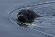 Ketchikan Sightseeing & Wildlife Boat Tour thumbnail 4