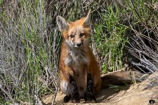 West Yellowstone Family Fun Tour