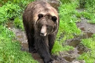 Sitka Scenic Private Tour thumbnail 6