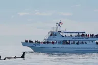 Seward Orca Quest Cruise in Resurrection Bay 4 hr thumbnail 4