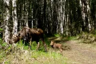 Anchorage Coastal Trail Bike Tour thumbnail 3