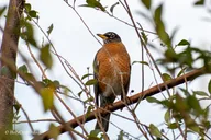 Charleston Birding Tour in Hampton Park thumbnail 3