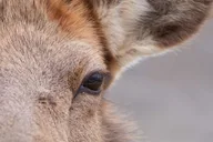 Jackson Hole Grand Teton Wildlife Safari 4 hr thumbnail 3