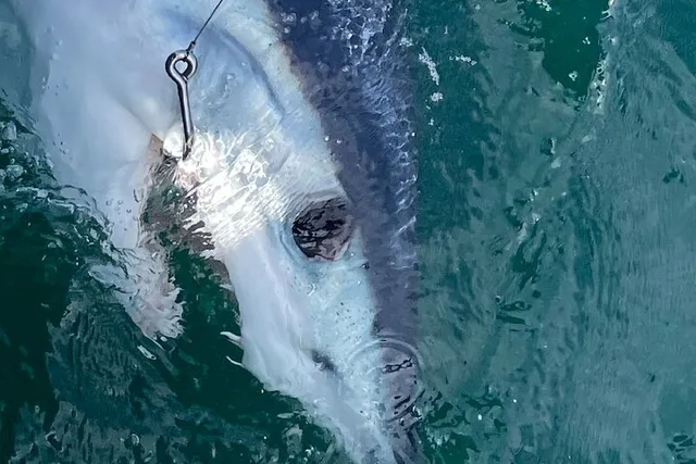 Portland Striped Bass Fishing Trip 4 hr - Image 6