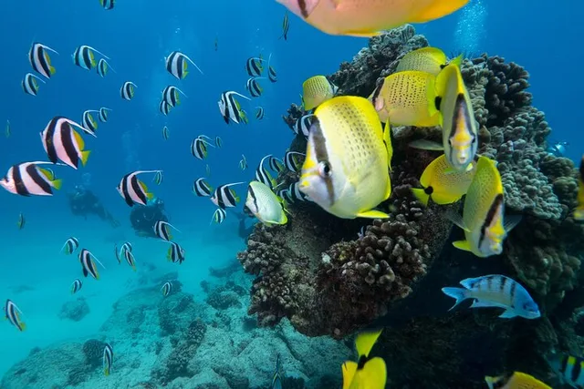 Honolulu Scuba Diving Experience - Image 5