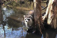 New Orleans Honey Island Swamp Private Tour thumbnail 5