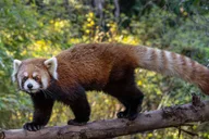 San Diego Zoo Admission Ticket thumbnail 6
