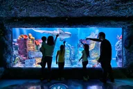 New Jersey SEA LIFE Aquarium Admission thumbnail 4