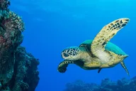 Kaua'i Scuba Diving Tour from a Boat thumbnail 6