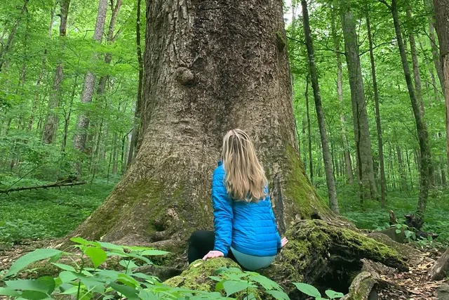 Asheville Forest Bathing Nature Walk - Image 2