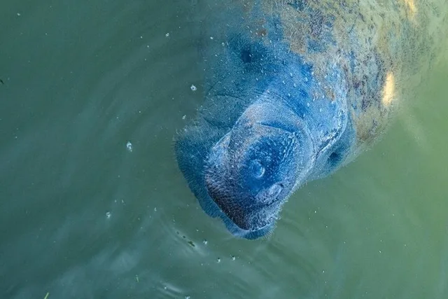 Marco Island Kayak Tour with Manatees and Mangroves - Image 1