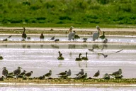 Salt Lake City Great Salt Lake Guided Bus Tour 2 hr thumbnail 3