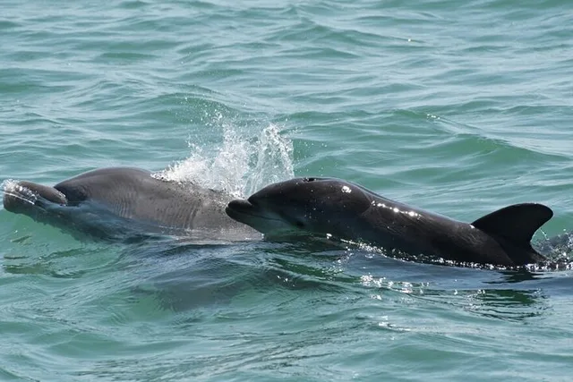 Sarasota Private Boat Tour with Sandbar Hopping - Image 3