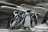 New York Aquarium Admission thumbnail 5