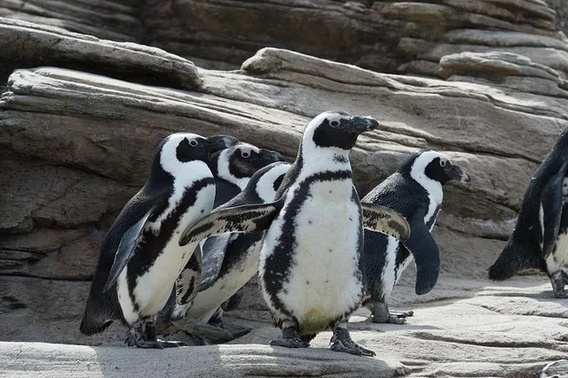 New York Aquarium Admission - Image 5