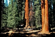 Sequoia Private Tour & Hike thumbnail 4